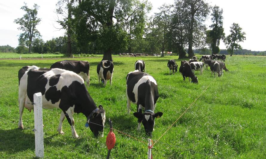 Nuevo Informativo: Producción de grasa láctea en sistemas lecheros pastoriles