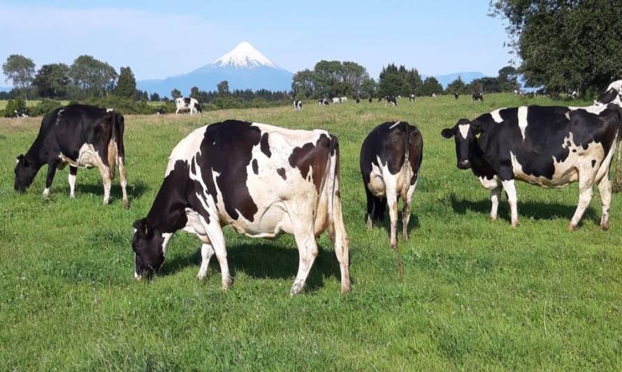 El corazón lechero de Chile