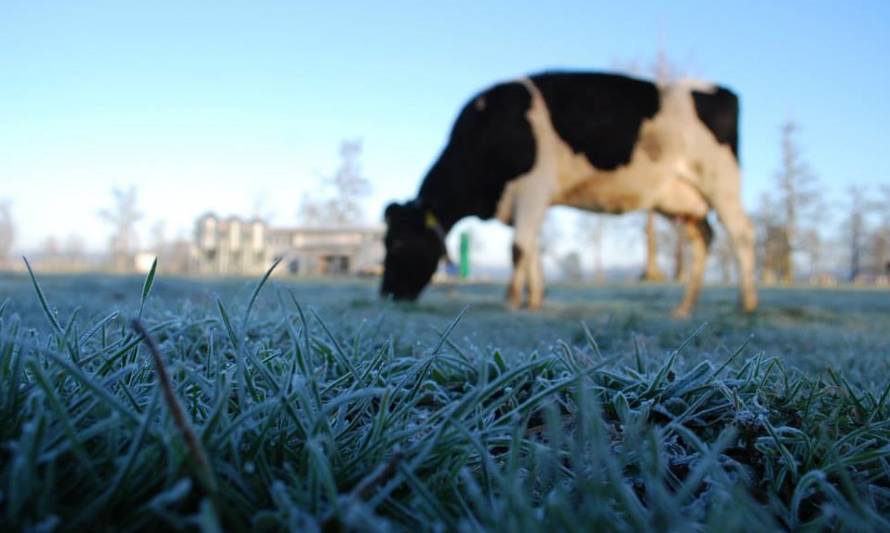 Entregan consejos para enfrentar el otoño-invierno en predios ganaderos