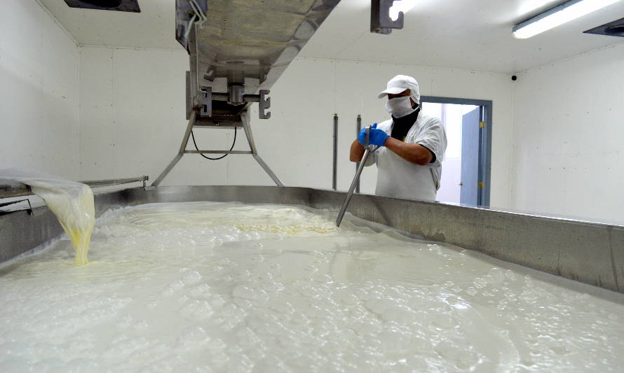 Recepción de leche anota crecimiento de 4,3% en Los Lagos