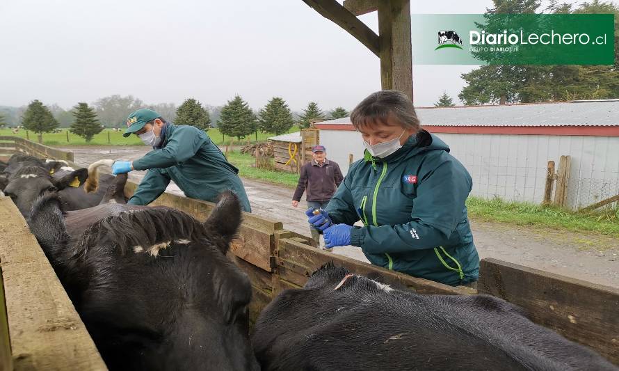 Región de Los Ríos podría declararse libre de Brucelosis Bovina el 2022