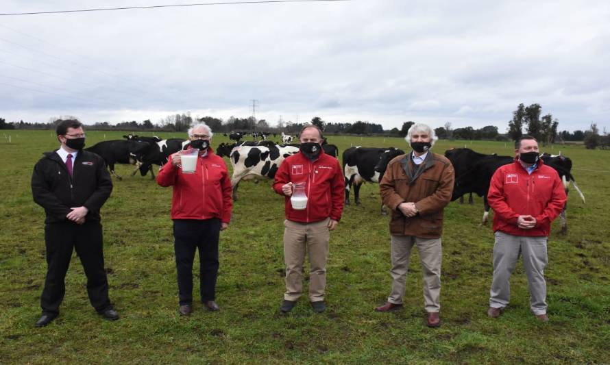 “VQP”: Vacas Que Pastorean será el nuevo sello de la leche de la Región de Los Lagos