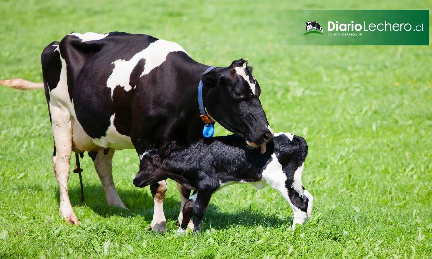 Producción de leche sin separar las vacas de los terneros: ¿es posible?