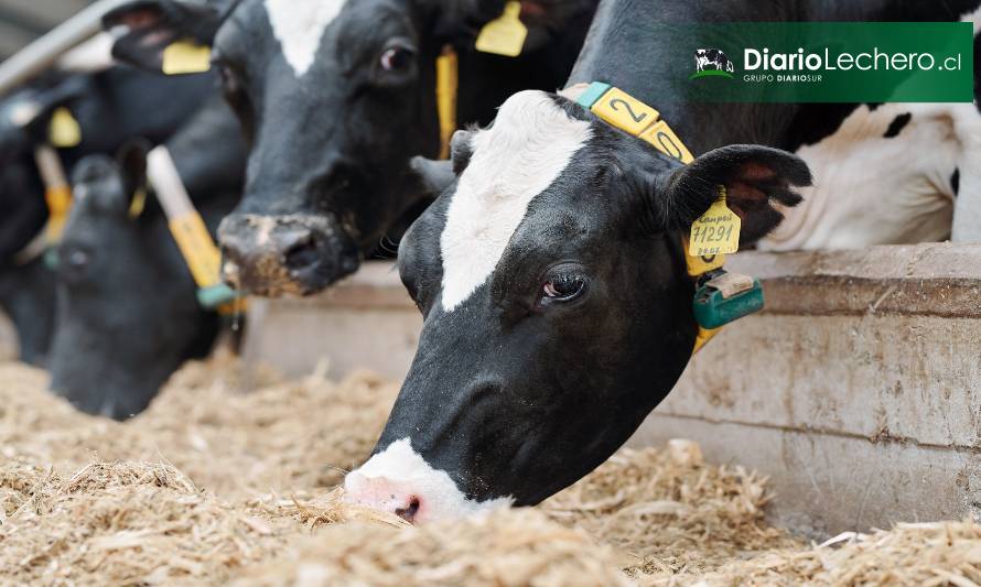 Alimentación de vacas lecheras: En la búsqueda de los súper-nutrientes