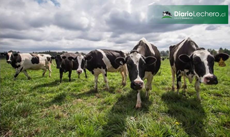 Precio de la leche pagado a los productores aumenta un 15,5% entre enero – agosto