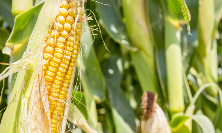 AddVise presenta SMAX, bioestimulante natural recomendado para maíz 
