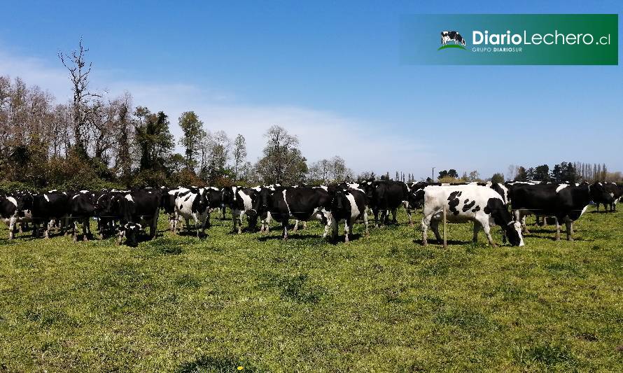 Manejo de praderas en la transición de la primavera al verano