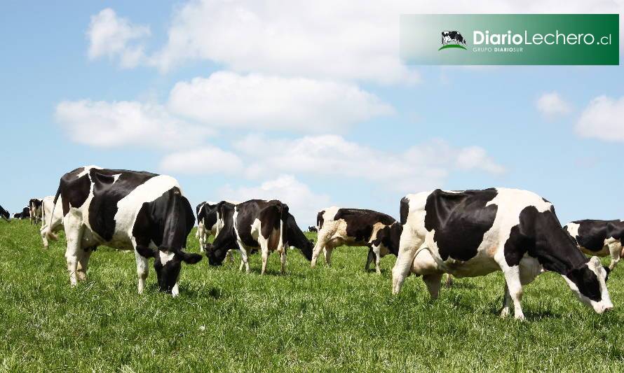 Nueva Zelanda alcanza una producción récord de leche