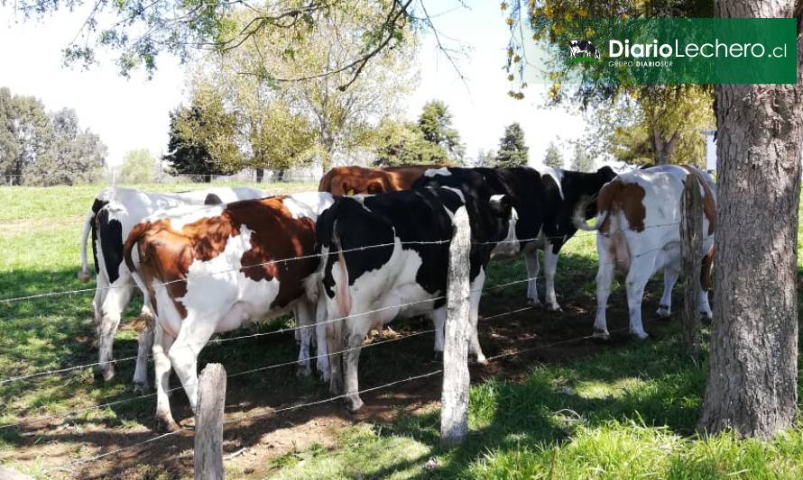 Prevención de estrés calórico: Las vacas la agradecerán