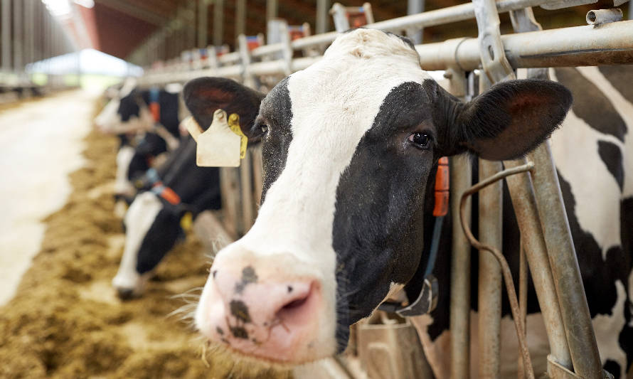 Podcast 6 de Alltech: El cromo y su efecto positivo en la nutrición del ganado lechero