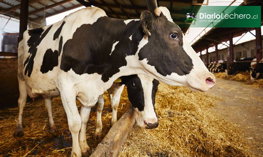 Optimizando la dosis de ácido palmítico en vacas lecheras de lactancia temprana y media