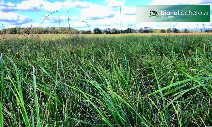 Crecimiento de Praderas Barenbrug 08-03-2021