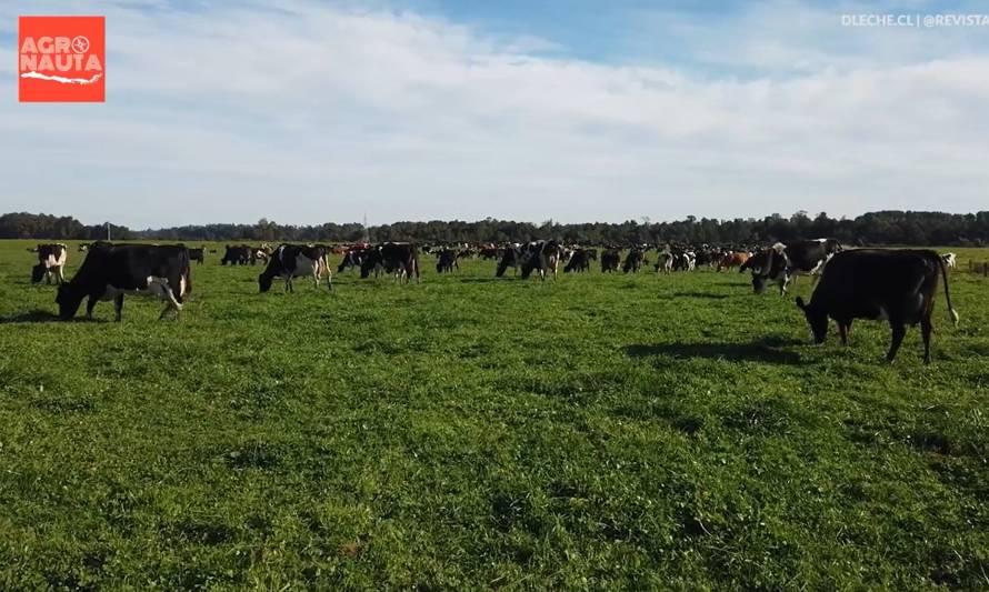 Riego tecnificado y manejo del pastoreo, las claves de los Meyer en el fundo Lumaco