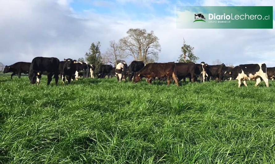 Crecimiento de Praderas Barenbrug 26-04-2021