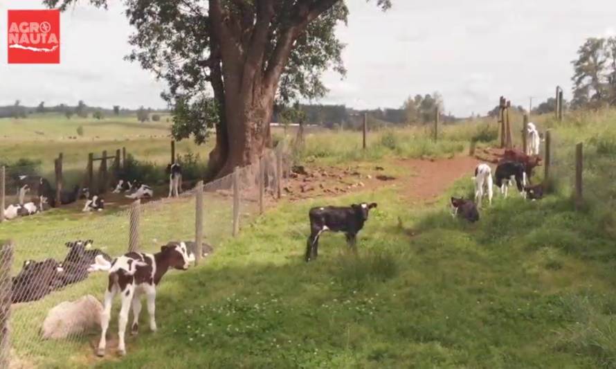 Moderno sistema de crianza de terneros marca pauta desde el sur de Chile