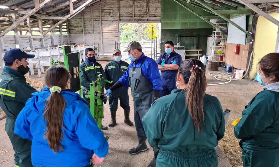 Trabajadores agrícolas aprenden técnicas de prevención y manejo de enfermedades podales en vacas lecheras 