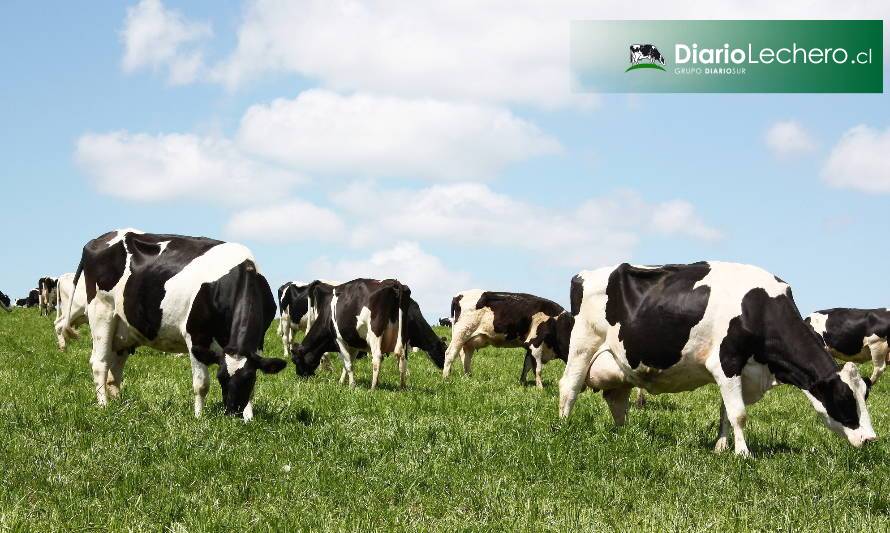 Mito o realidad: ¿funciona la metionina bypass en vacas lecheras en pastoreo?