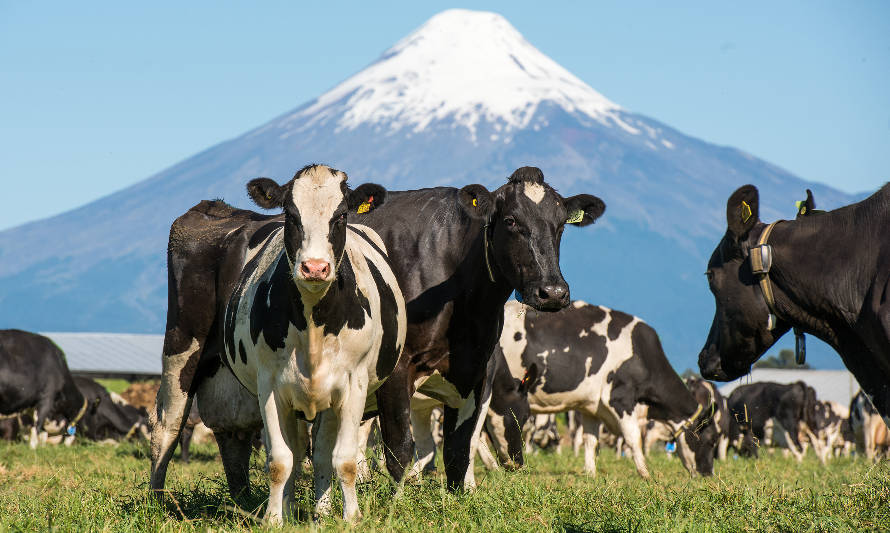 Cooprinsem cumple 53 años apoyando el desarrollo agropecuario del país