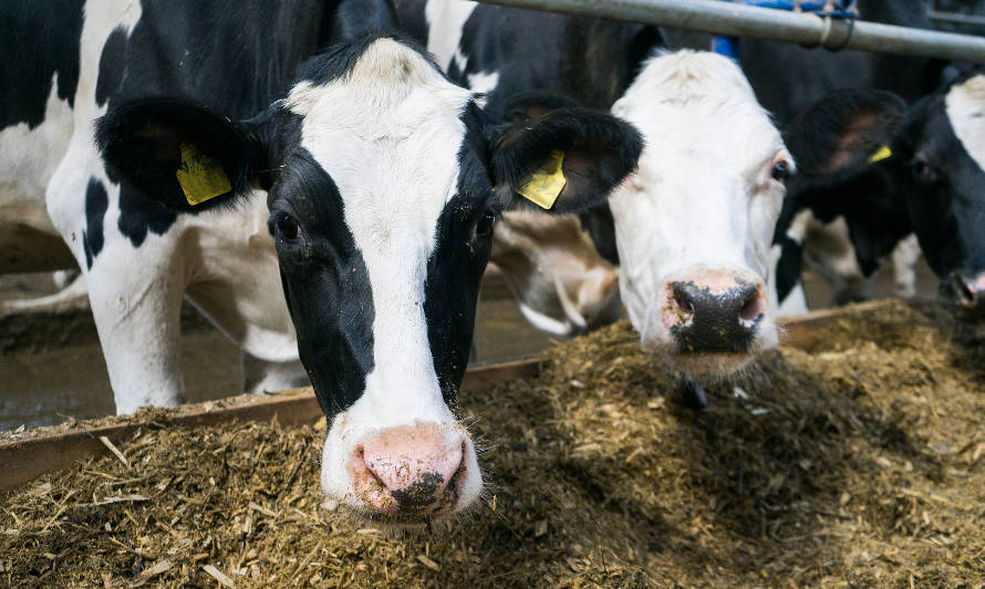 Siete principios básicos para la alimentación de vacas lecheras en invierno