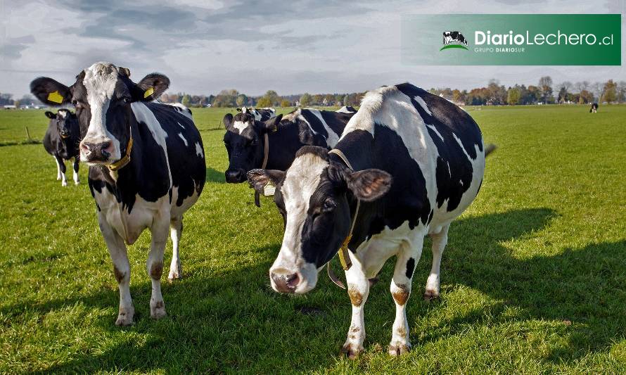 Uruguay, Argentina y Nueva Zelanda lideran la tabla de crecimiento de producción de leche