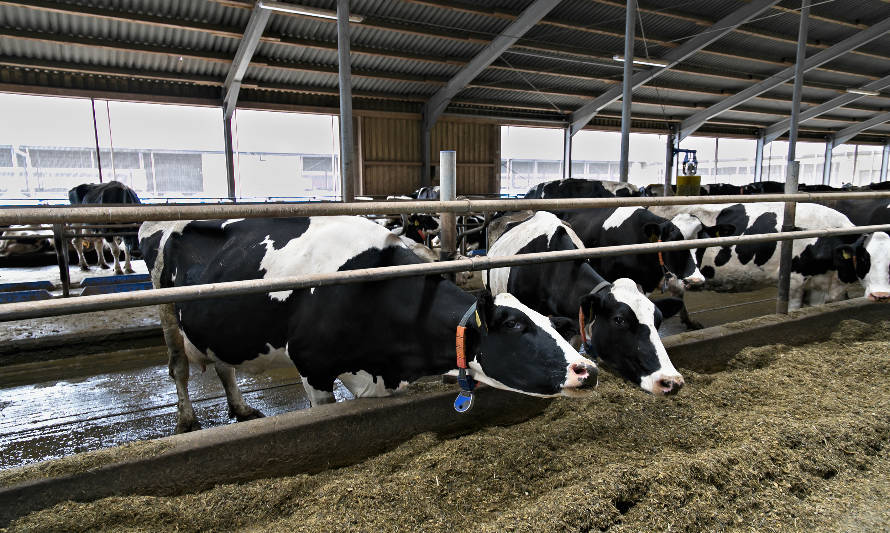 ¿Cómo se ha comportado el mercado de los concentrados y suplementos alimenticios en medio de la pandemia?