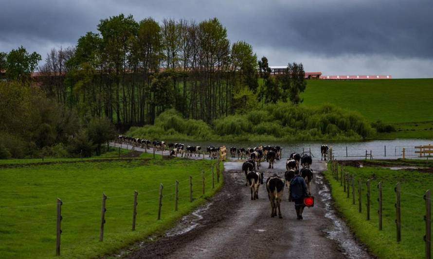 Recepción de leche cruda cae 0,3% en abril y acumula variación de 0,2% durante 2021