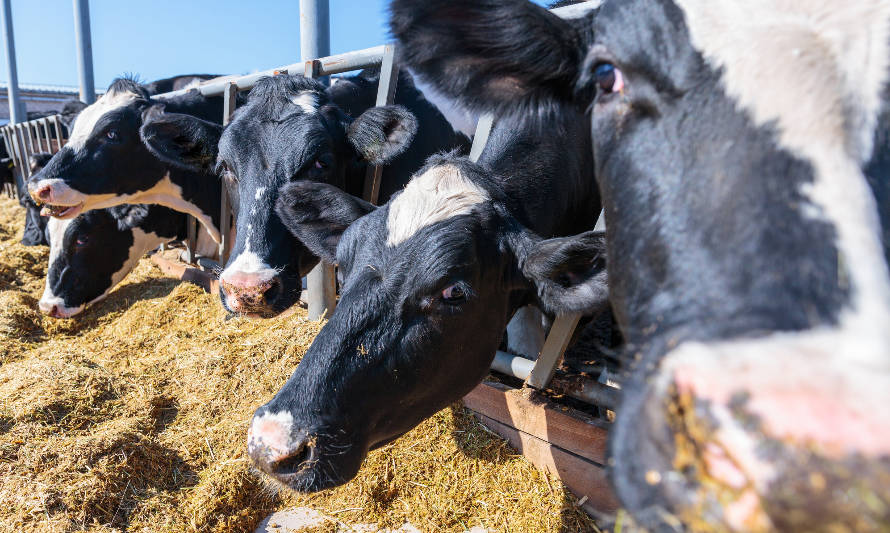 UE: Precio de la leche sube por cuarta vez consecutiva