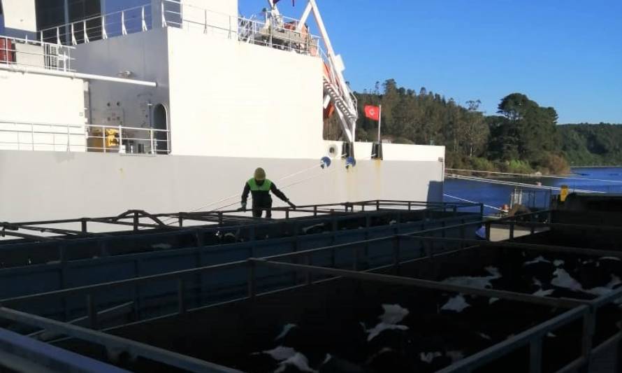 Con nuevo embarque: Chile alcanza los 100 mil bovinos en pie exportados