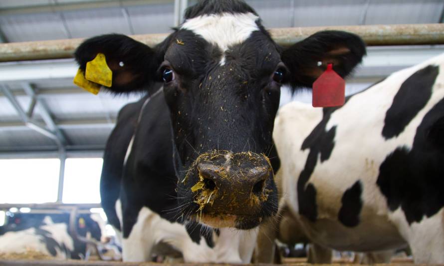 La producción de leche sigue creciendo en Australia, Nueva Zelanda y Estados Unidos