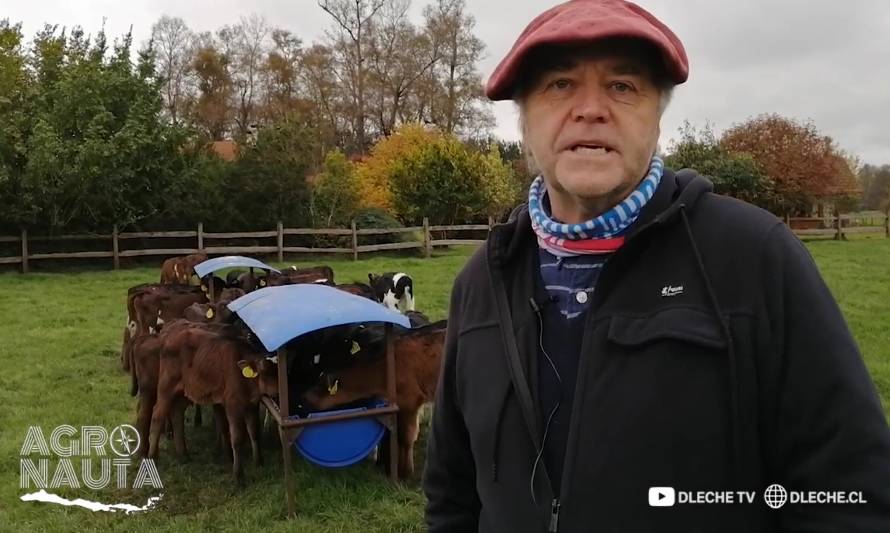El especial sello en la crianza de terneros de Luis Alberto Momberg