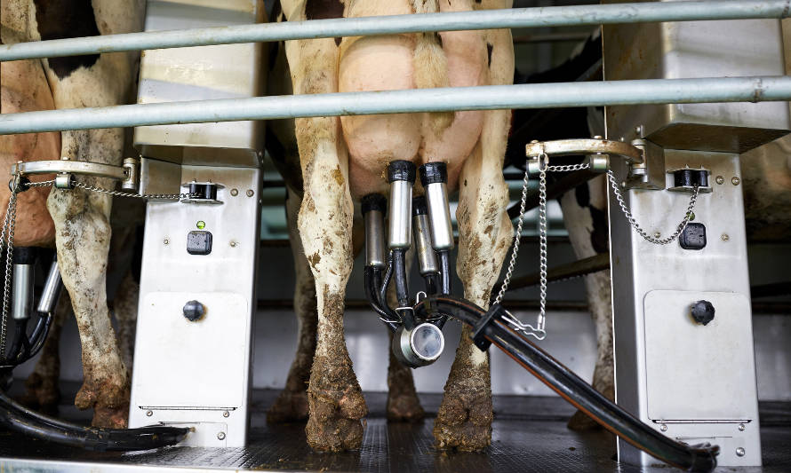 Producción mundial de leche sube 0,81% entre enero y abril