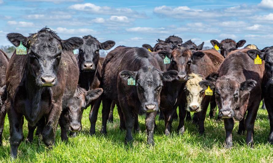 Investigador de INIA: “Eliminar todos los animales y alimentarnos sólo de vegetales no es la solución al cambio climático”