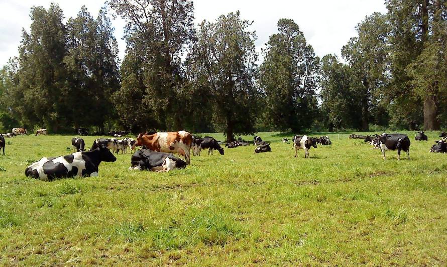 Rumiantes, mucho más que leche y carne