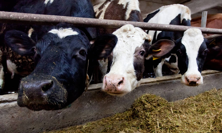 Evolución de la producción mundial de leche a mayo