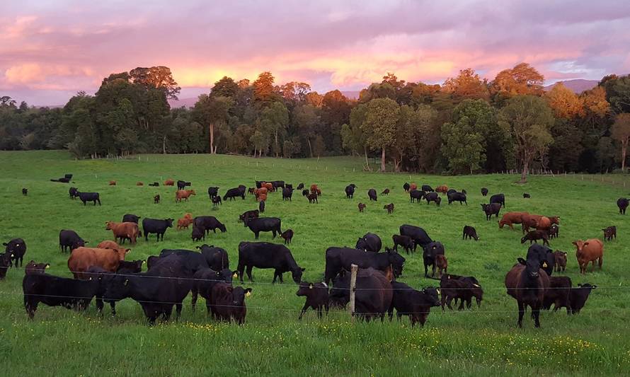 SG2000 invita a webinar sobre ganadería regenerativa, cultivos y estrategias sustentables para la producción de carne y leche