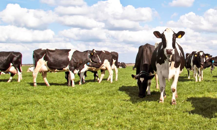 Producción de leche crecerá en los principales exportadores mundiales en 2021