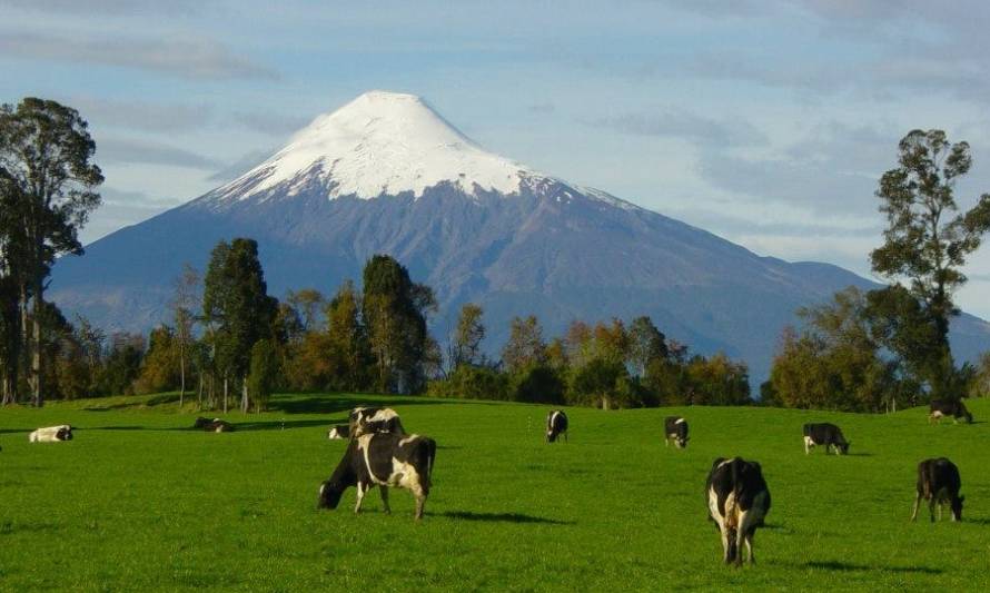 Alerta ante posible caso de Fiebre Q en provincia de Osorno