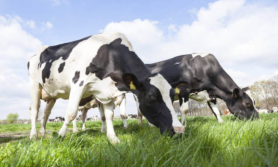 Las exportaciones lácteas de Nueva Zelanda llegarían a US$ 22 mil millones en 2030
