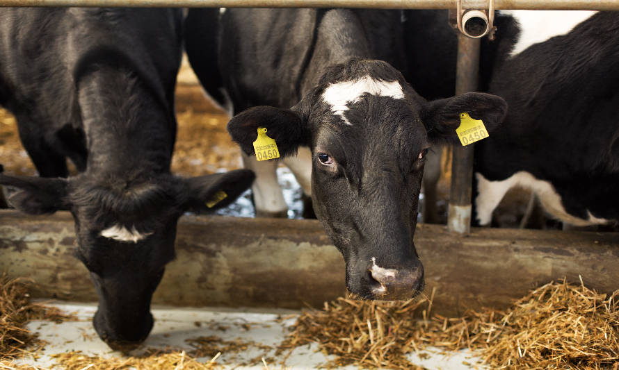 El clima amenaza la recuperación de la leche en la Unión Europea