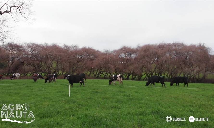 Manejo de la pradera y del pastoreo en invierno