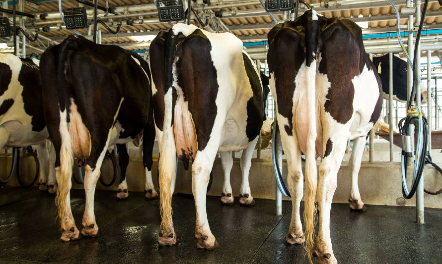 La leche vuelve a subir en Europa