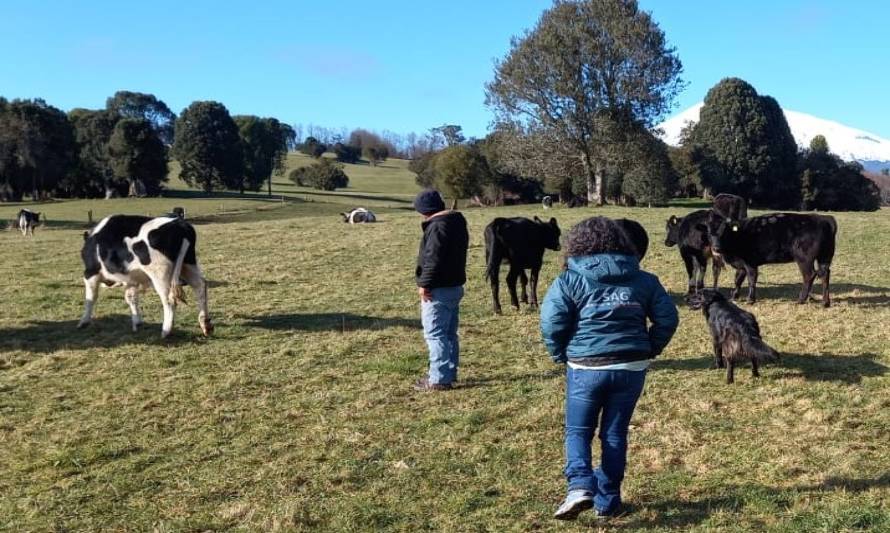 SAG Los Lagos recuerda a ganaderos informar existencia de animales en sus predios