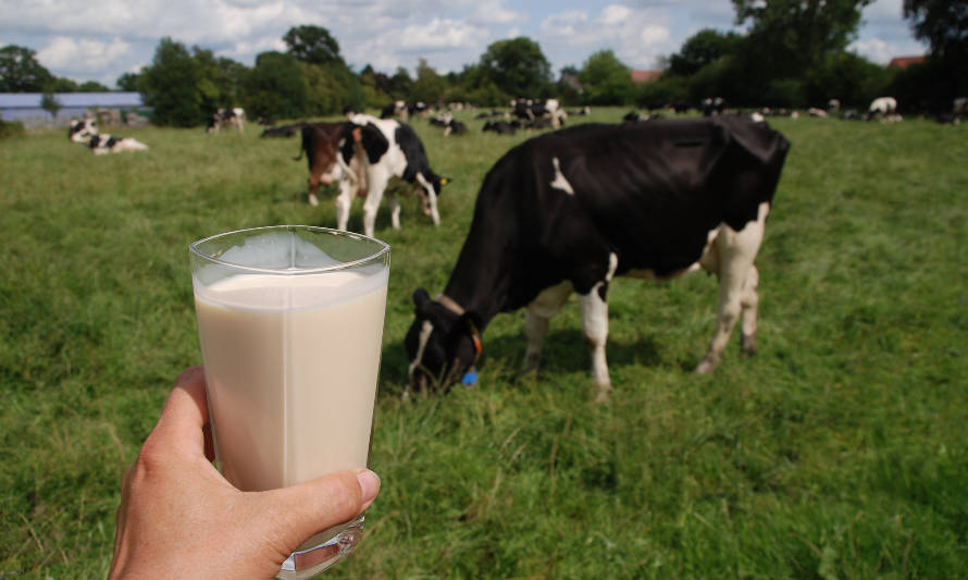 Pulso al mercado: Aumenta la producción de leche en América Latina