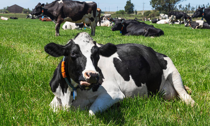 Aumento de los costos y escasez hídrica alertan al gremio ante impacto en los productores de leche