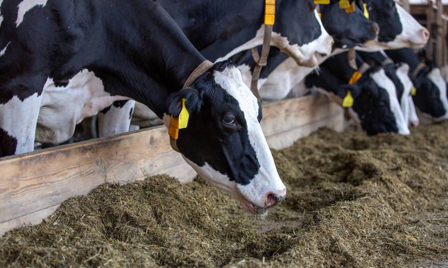 Empresas Iansa Nutrición Animal y su especial preocupación por el medioambiente