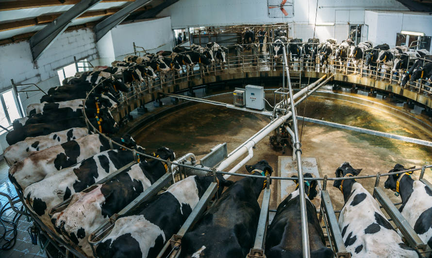La producción de leche vuelve a crecer en la Unión Europea después de un comienzo de año lento