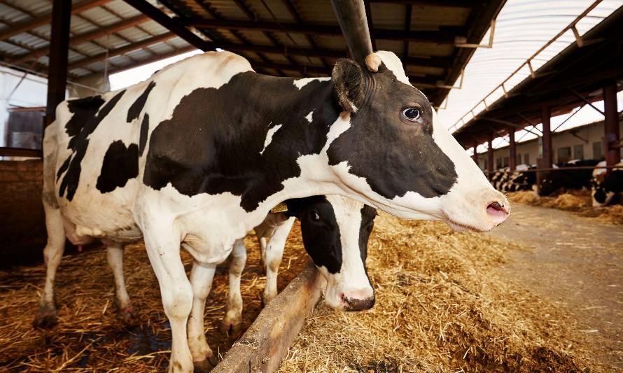La producción de leche se eleva un 0,7% en junio en la Unión Europea