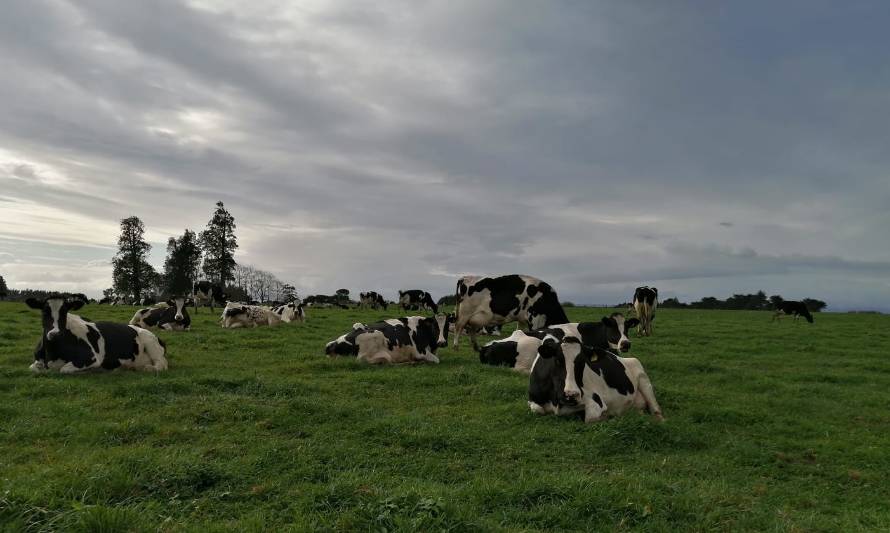 Recepción de leche acumula una variación negativa de un 0,1% respecto a 2020