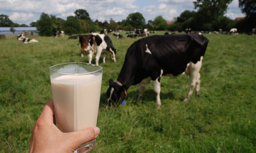 Precio de la leche anota alza de un 5,8% en los primeros seis meses de 2021