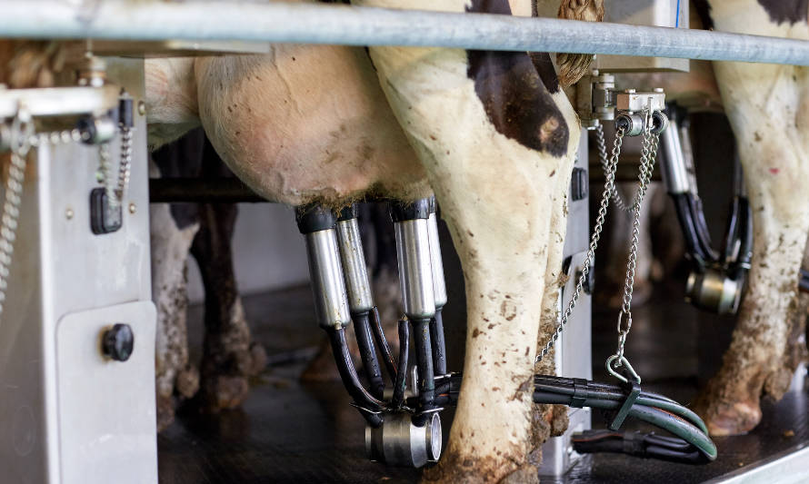 Recepción nacional de leche cierra con registro negativo el primer semestre afectada por la sequía y aumento de costos